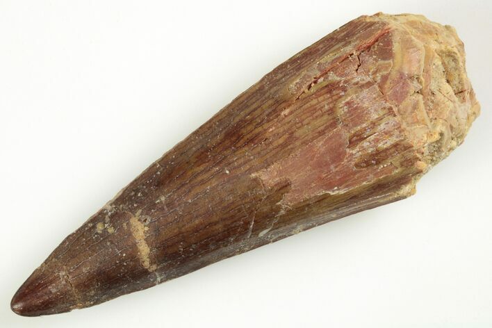 Fossil Spinosaurus Tooth - Real Dinosaur Tooth #204470